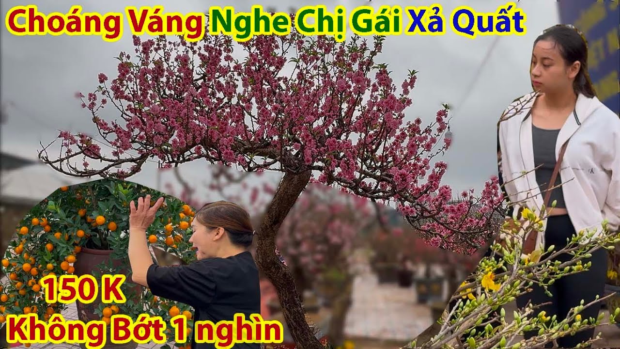 Tết Hà Nội 2025 - Chị Gái Xả Vựa Quất Giá 150 K Siêu Đẹp Chợ Hoa Xuân Cổ Linh