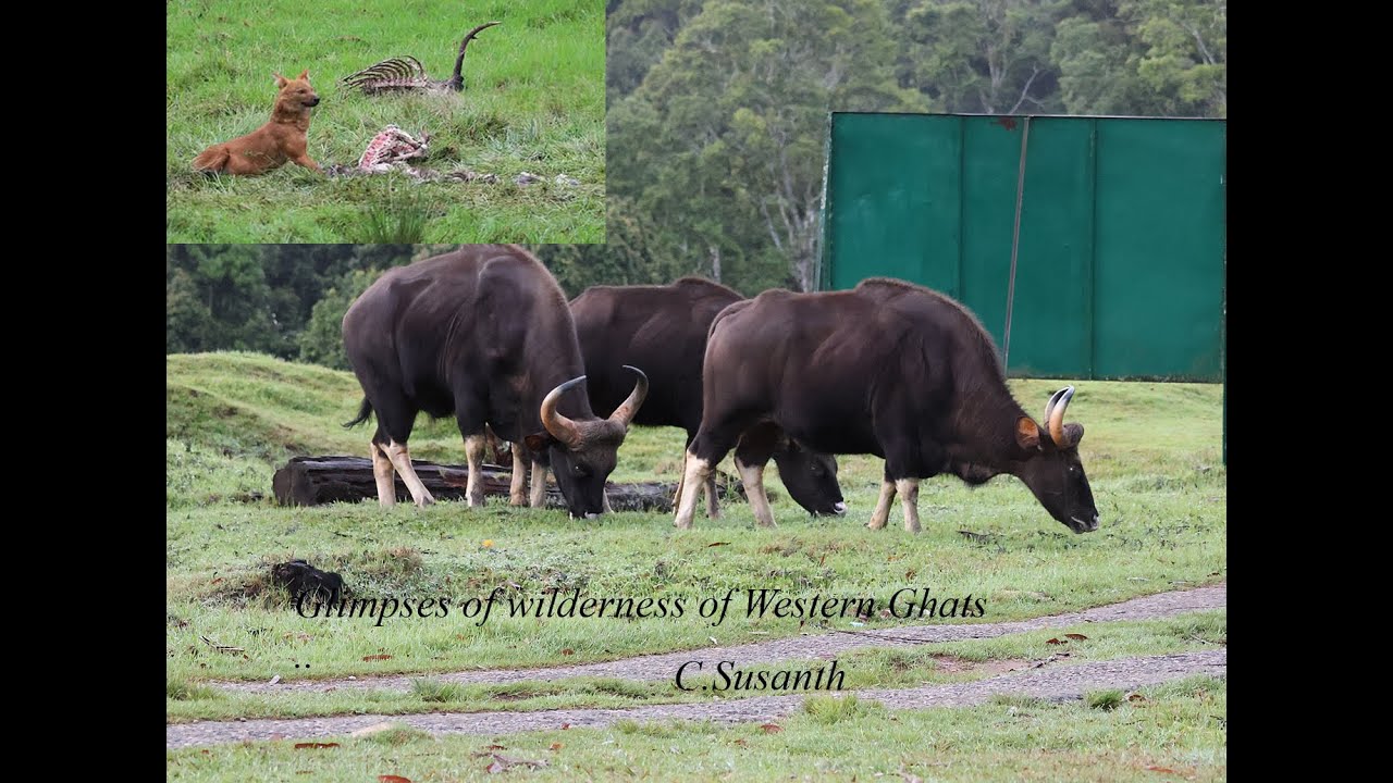 Glimpses of Wilderness of Western Ghats