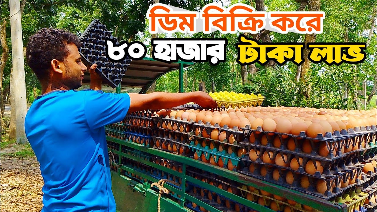 ডিম ব্যবসা করে মাসিক ৮০ হাজার টাকা আয়।।লেয়ার মুরগির ডিম। ডিম ব্যবসা।।BD Poultry Farm