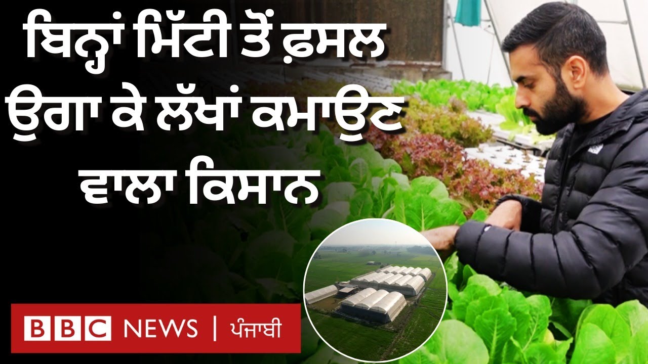 Hydroponics in Punjab: Ropar ਦਾ ਕਿਸਾਨ Lettuce ਦੀ ਖੇਤੀ ਕਰ 1 ਕਨਾਲ ਤੋਂ ਕਮਾਉਂਦਾ 1 ਲੱਖ | 𝐁𝐁𝐂 𝐏𝐔𝐍𝐉𝐀𝐁𝐈
