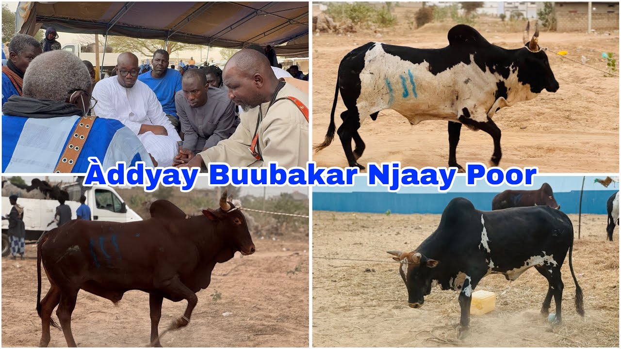 Buubakar Njaay Poor Moo Doon Indi Àddiyam Ci Seex Mustafaa Faal Fàlilu Ci Liggéeyu Ndogu Yi