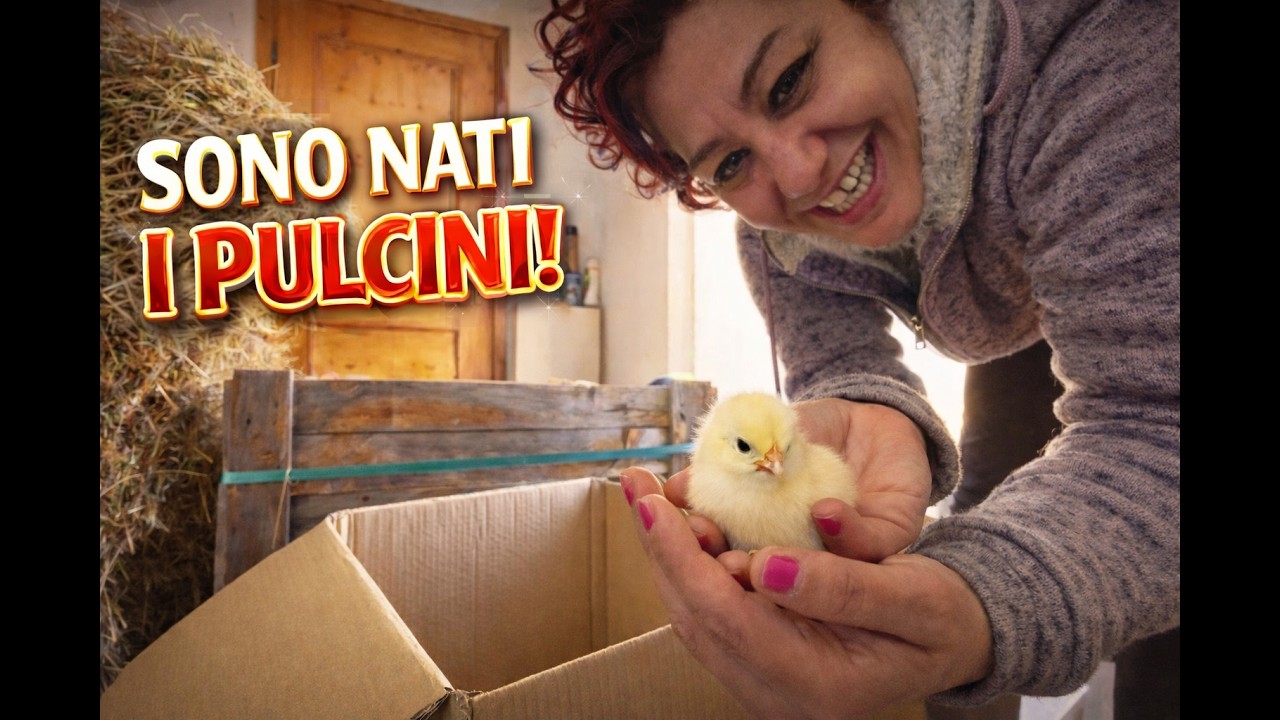 NON CI CREDEVO! Il pulcino esce dall’uovo 🐣 #fattoria #montagna #vitainmontagna #natura #farmlife