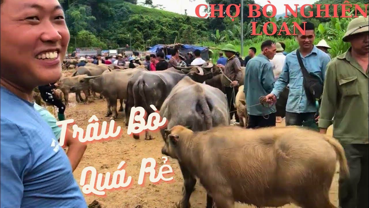 Đi Tham Khảo Giá Cả Trâu Bò Năm 2024 Tại Chợ Bò Nghiên Loan Pác Nặm Bắc Kạn#khuổiúnvlogs