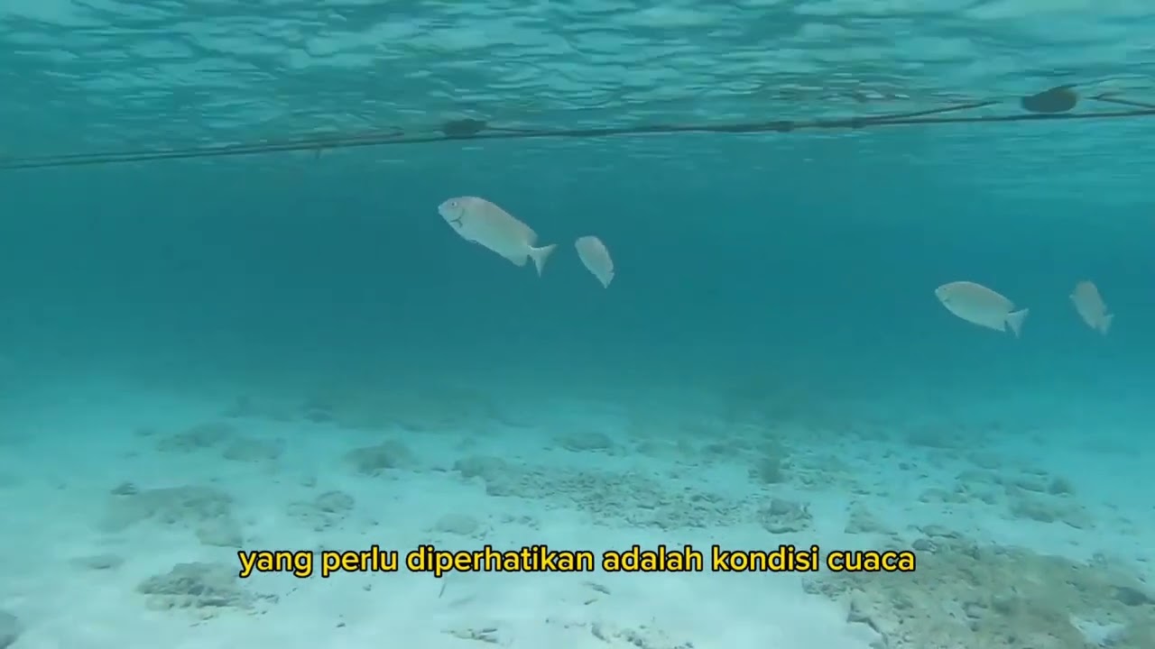 Mancing ikan Baronang di Waktu ini auto Panen!!!