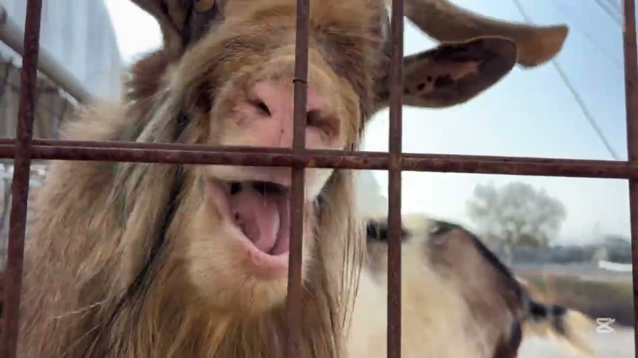 ヤギ〜モグモグタイムinアクトいちごファーム