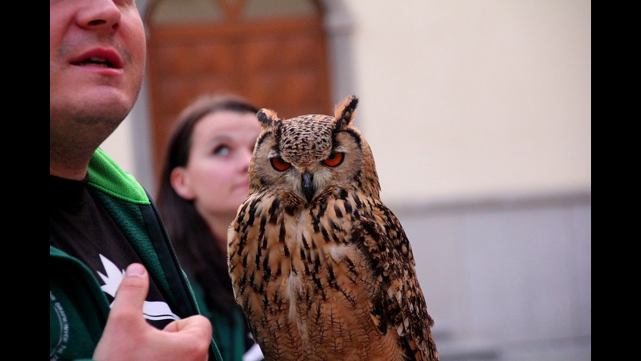 Wirtualne zwiedzanie Centrum Natura 2000 część 10 - Noc sów