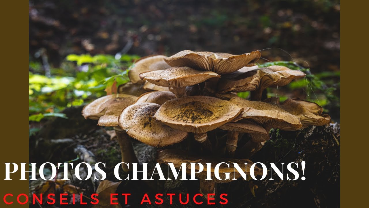 FAIRE des PHOTOS de CHAMPIGNONS | Nature miniature