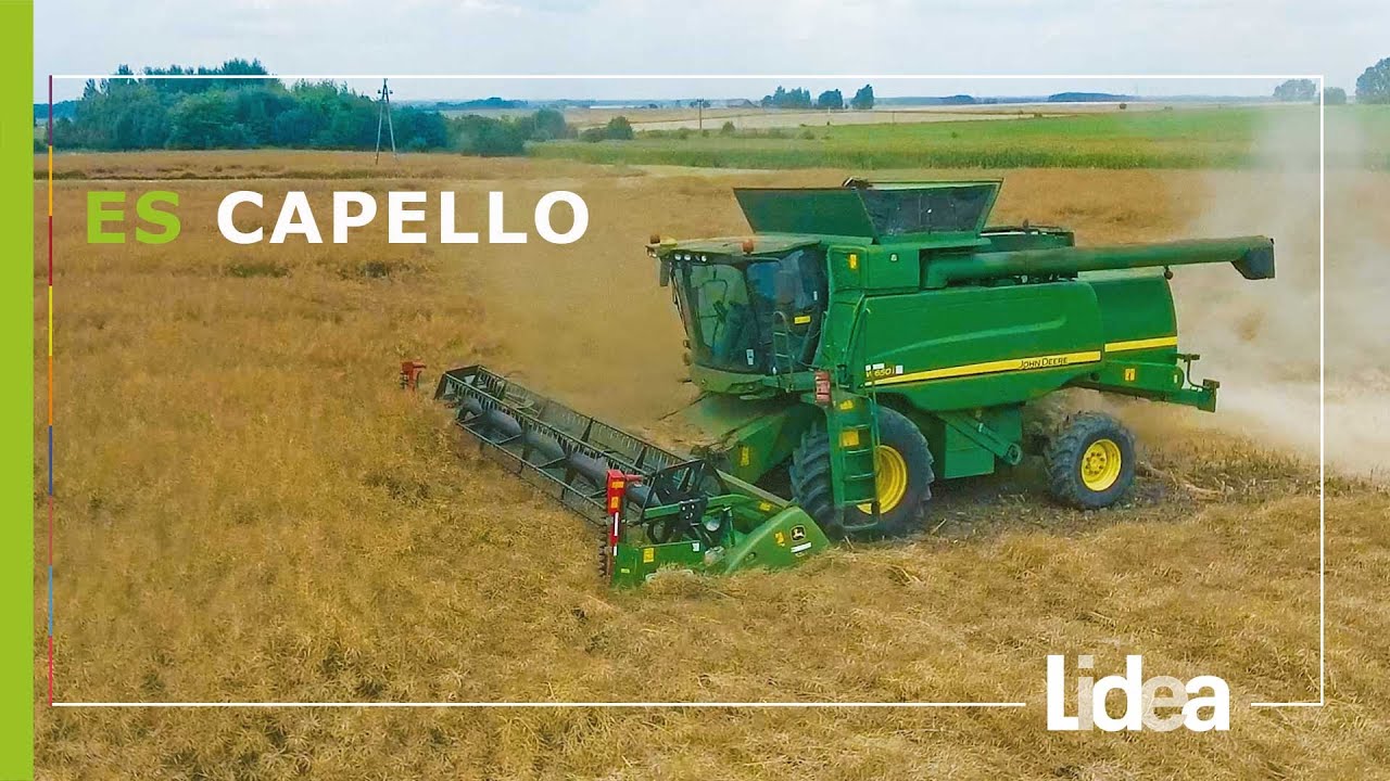 Zbiór rzepaku ES Capello | Agro Ojdana Podlasie | LIDEA