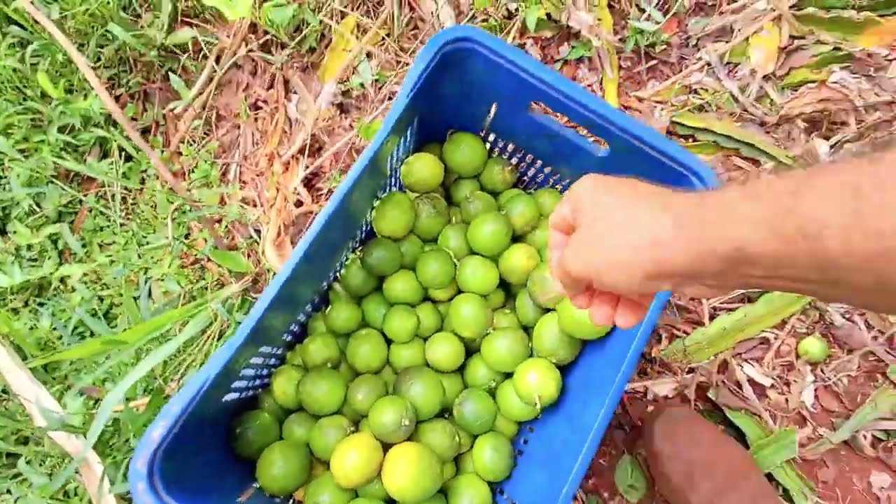 Precisei fazer a poda na galha do limão Taití  nao teve outro meio, salvando pé de PITÁIA