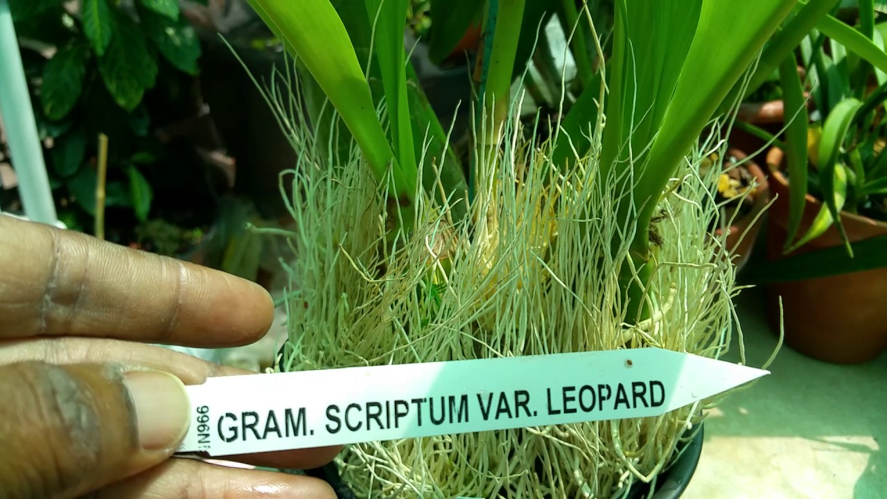 Leopard Orchid ( Grammatophyllum Scriptum)