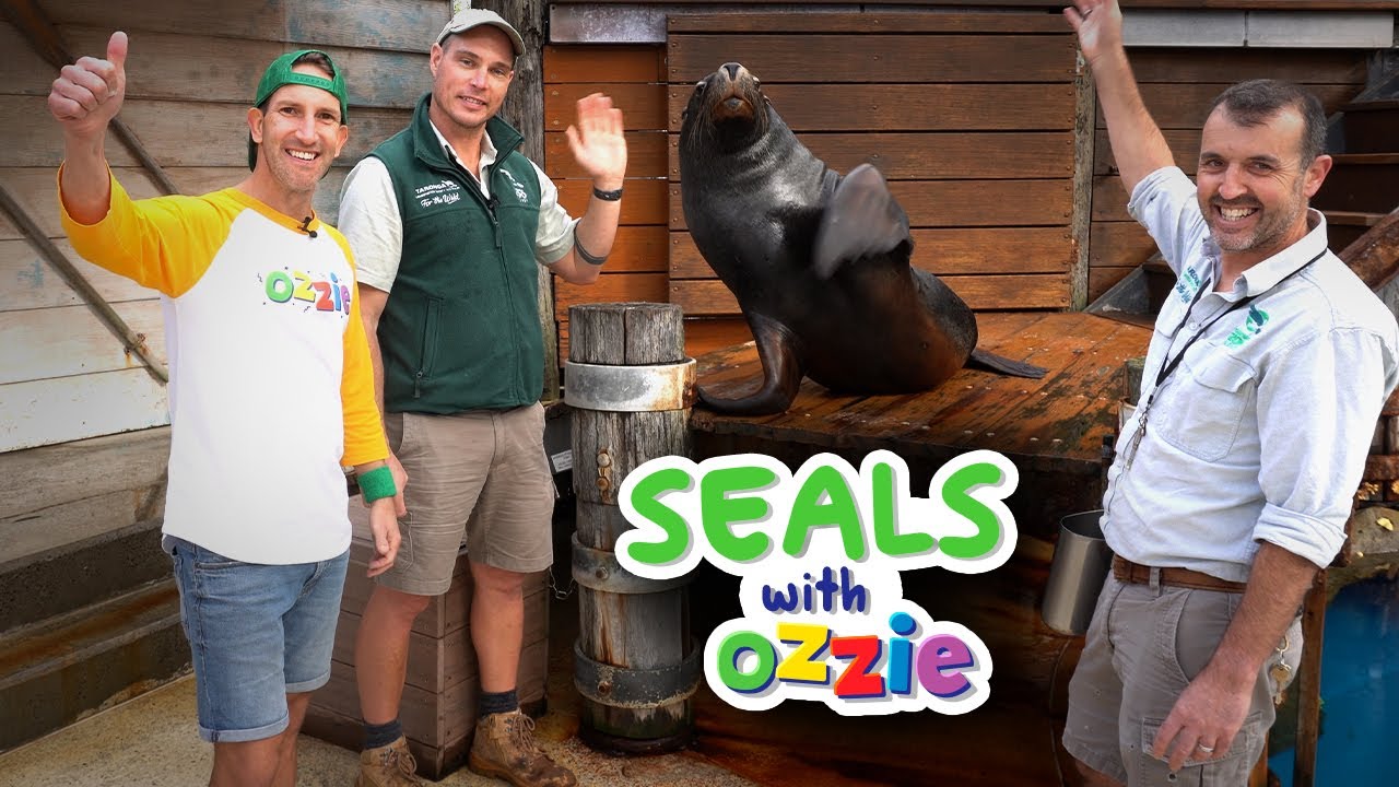 Sea Lions and Baby Seals | Learn About Amazing Animals | Educational Video for Kids