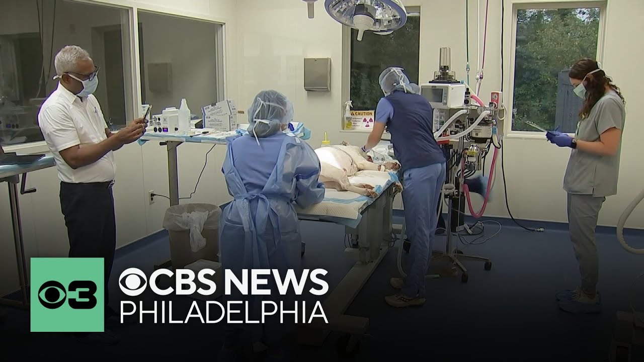 New radiation therapy is showing promise in treating cancer in pets