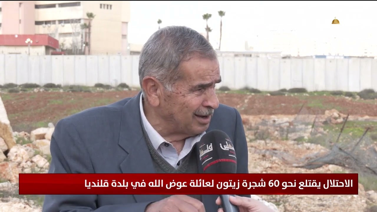 الاحتلال يقتلع نحو 60 شجرة زيتون لعائلة عوض الله في بلدة قلنديا شمال القدس