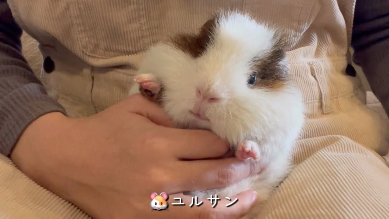 爪切りました【モルモット】11.26.2021  Guinea pig nail clipping