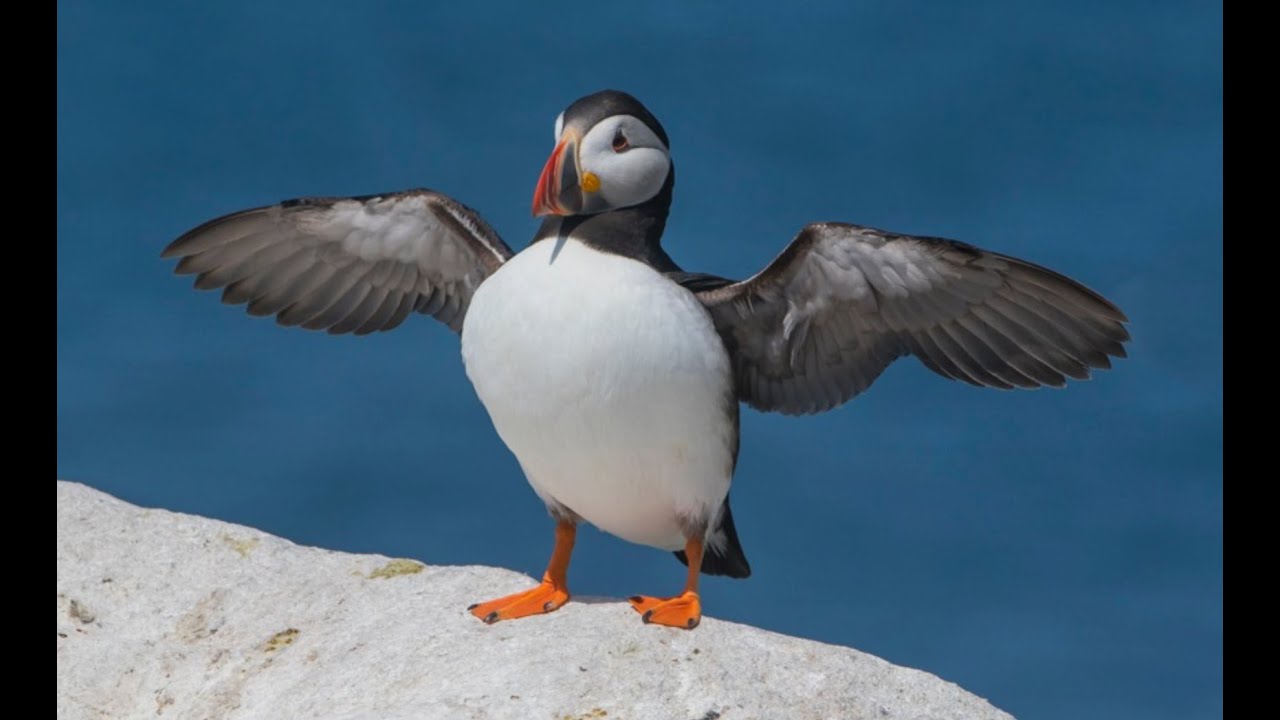 Puffins: Presentation by Photographer Ian Clark