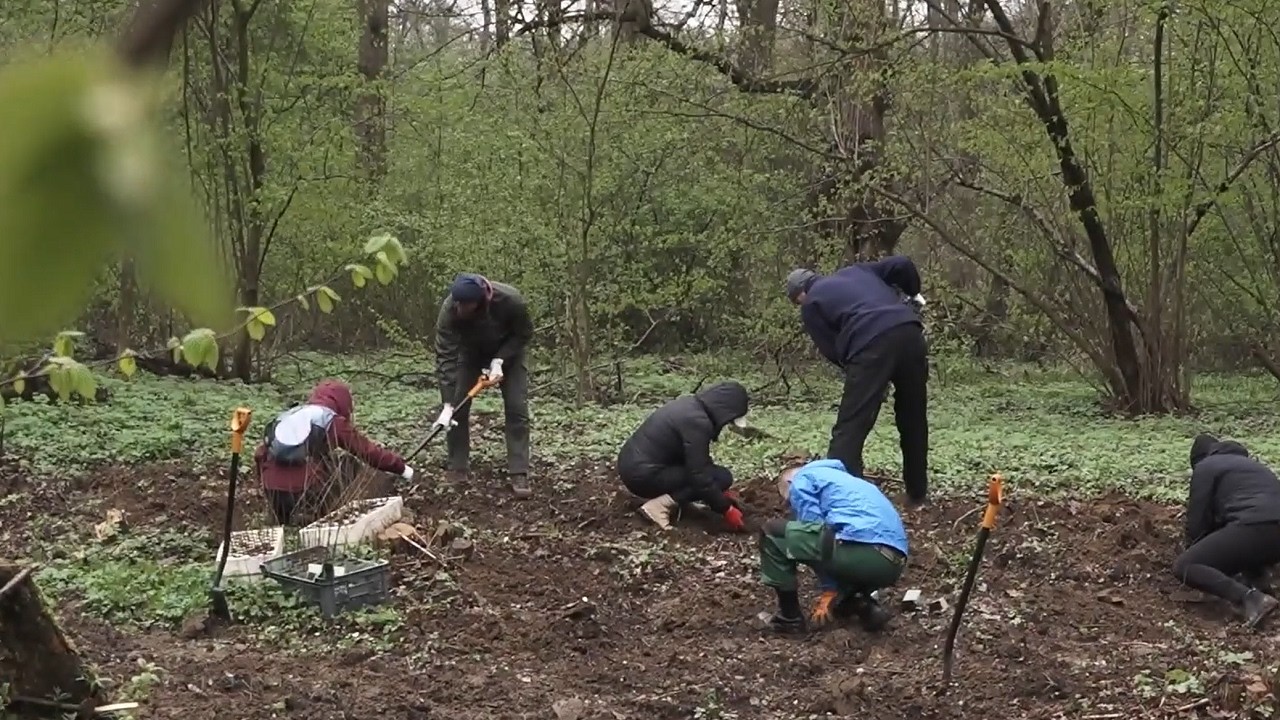 Posadźmy wspólnie las