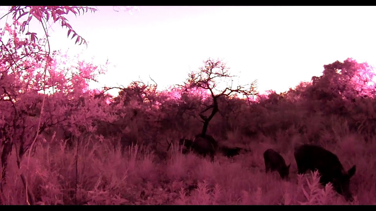 Los CHANCHOS ANDAN de dia !!