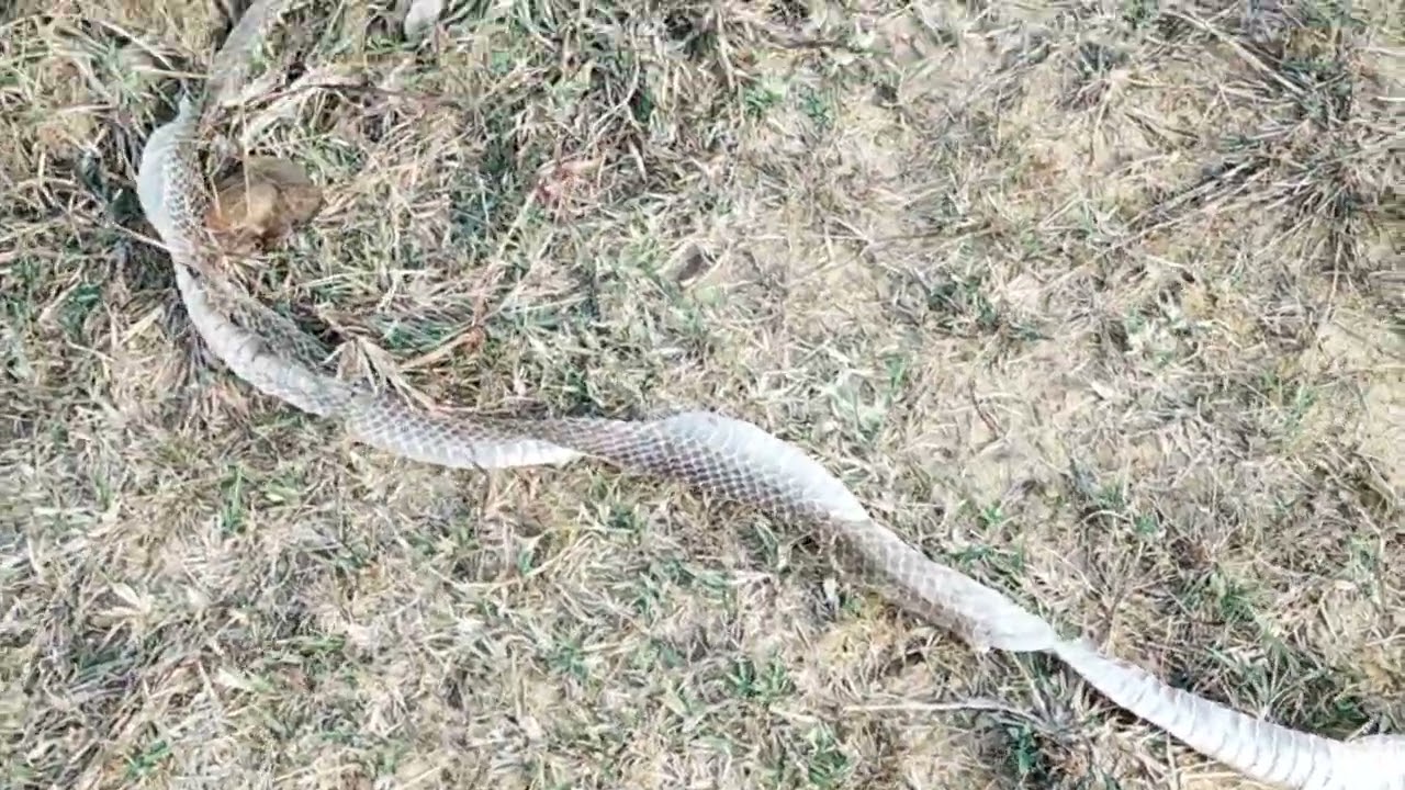 Gao ke Jungle me Snake and Peacock || In search of Peacocks||Finally saw glimpse of peacock ||Part 2