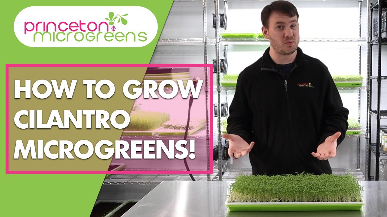 How to grow Cilantro Microgreens