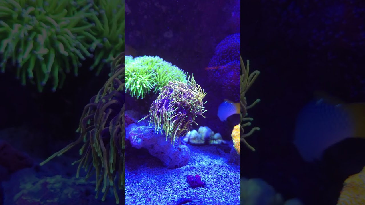 You can almost feel the waves moving this Dragon Soul Torch Coral 