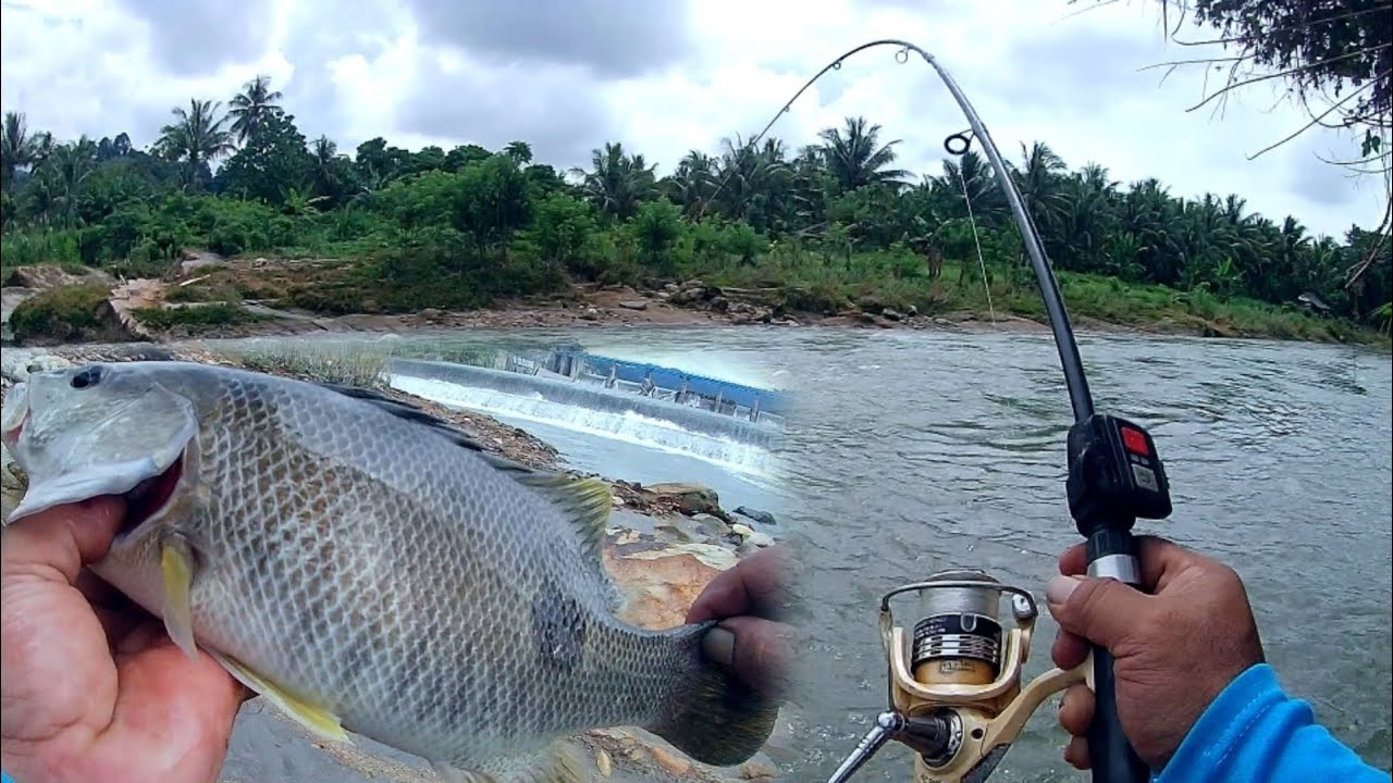 BELUM LAMA DI KASI TURUN LANGSUNG DISAMBAR KAKAP || mancing di sungai umpan udang