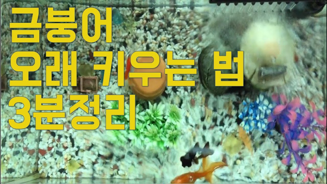 금붕어 오래 키우기 3분정리 |금붕어 어항 세팅|어항크기와 종류, 자갈, 장식물, 청소, 먹이