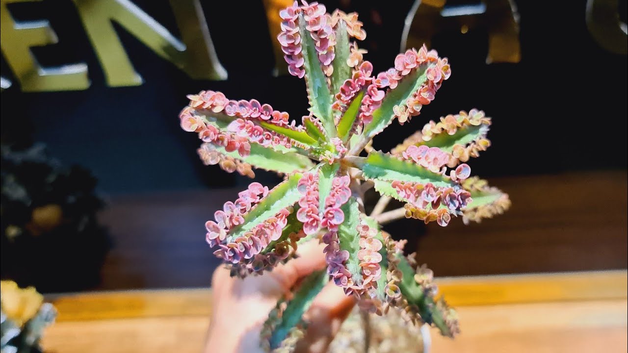 PEMBE AŞKIN GÖZYAŞI BAKIMI VE ÇOĞALTILMASI /KALANCHOE PİNK BUTTERFLY💕🐛💖🌵🌺