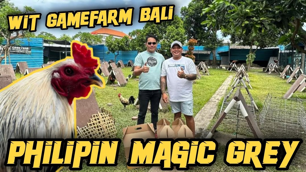 🟡KELASSS‼ PETERNAKAN AYAM CANTIK  PHILIPIN GREY DI TENGAH IBUKOTA BALI..WIT GAMEFARM