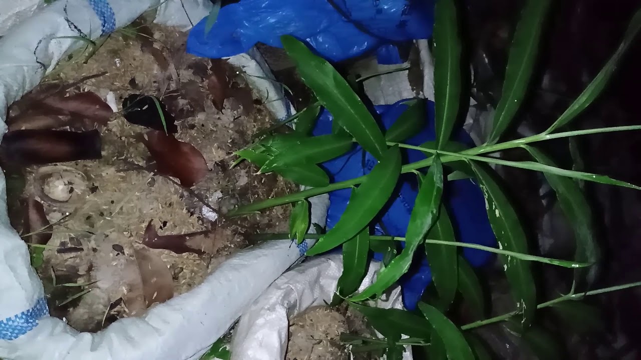Hama jahe di malam hari