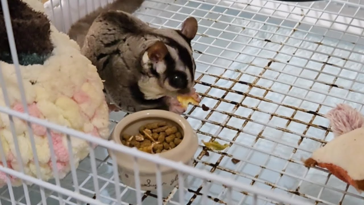 #90 ご飯を新しくしました　Changed pellets to something else