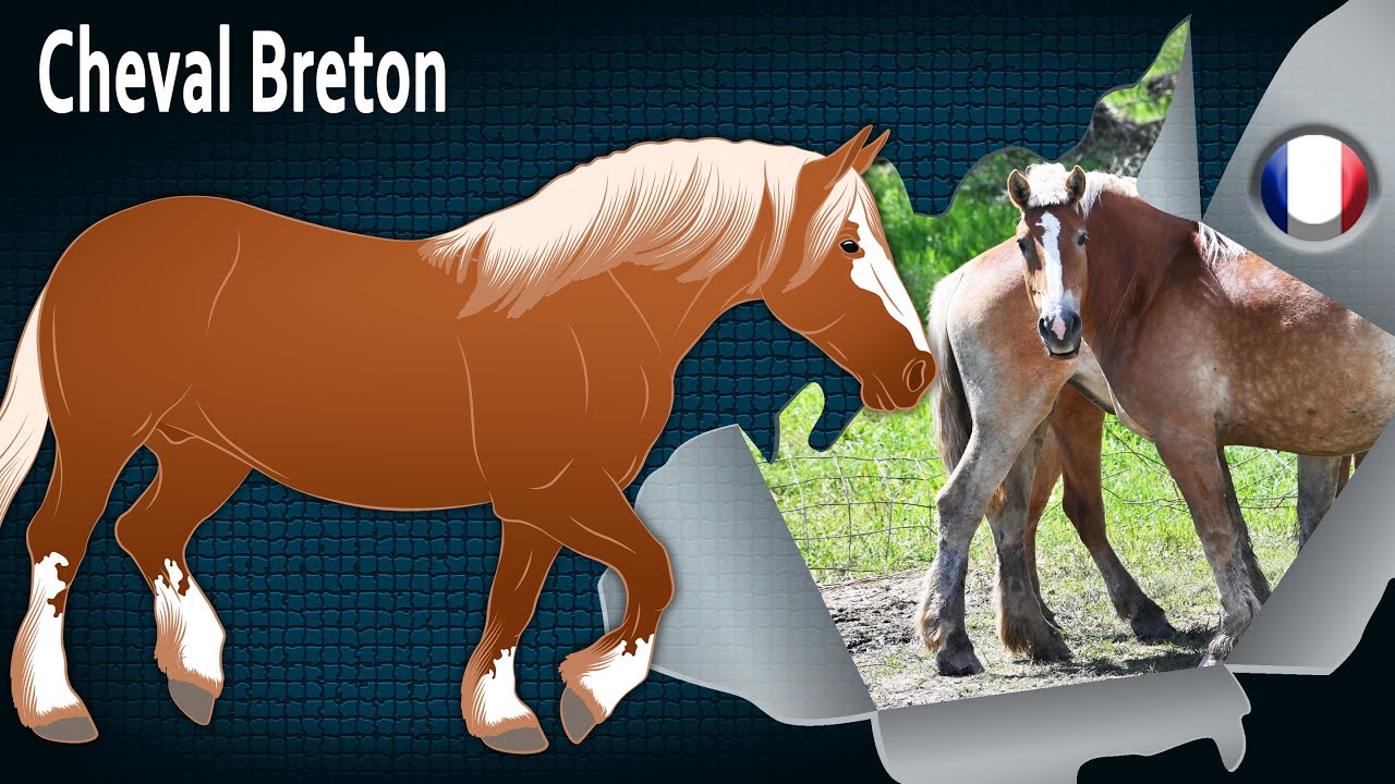 Cheval Breton, des chevaux de trait appréciés pour leur grande force, Races de chevaux