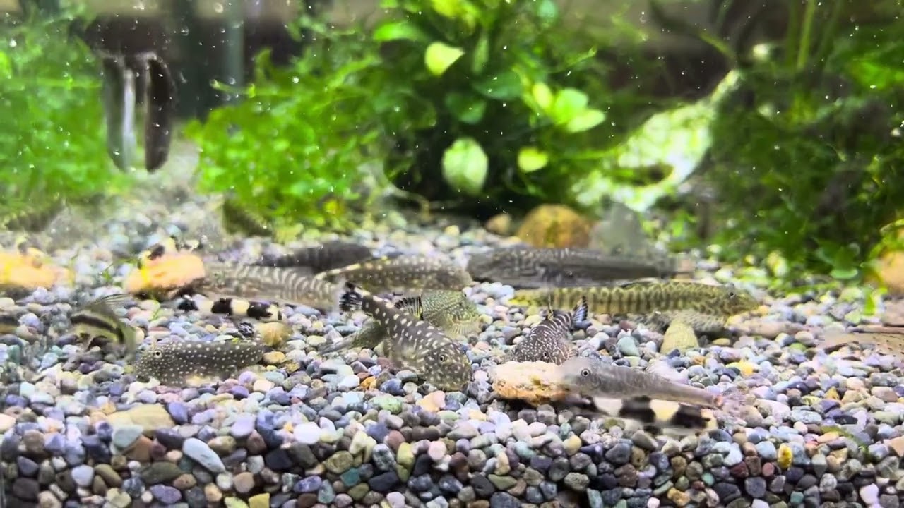 タニノボリ類ストック水槽