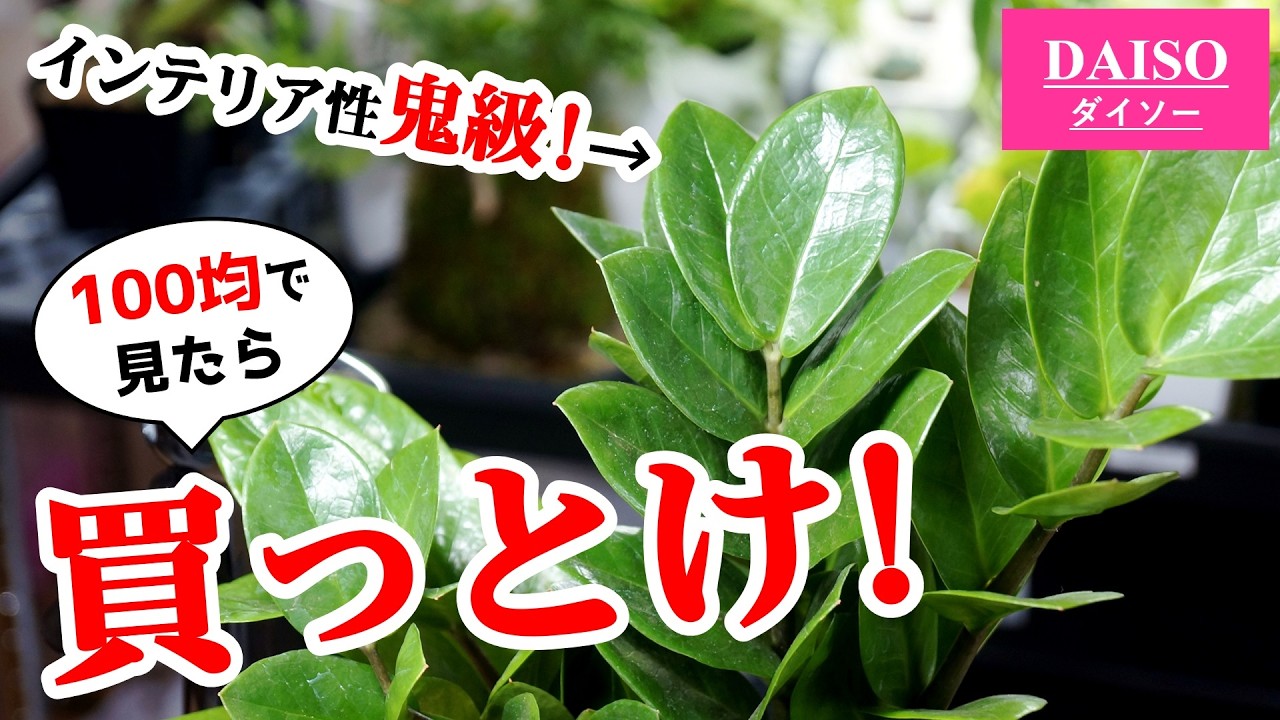 100均で即買い！最強のお洒落観葉植物がこちらです♪【ザミオクルカス】