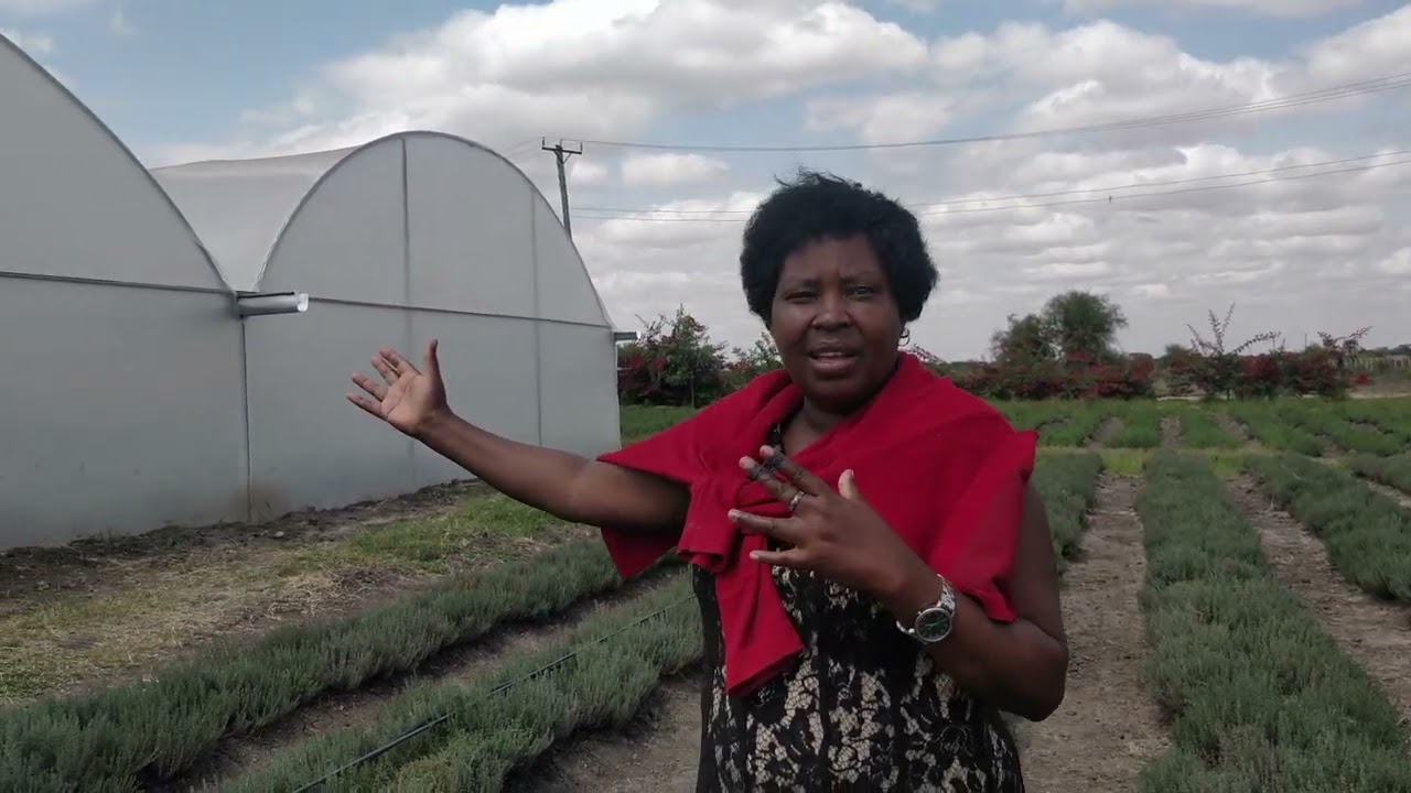 growing herbs for sustainability in Kenya