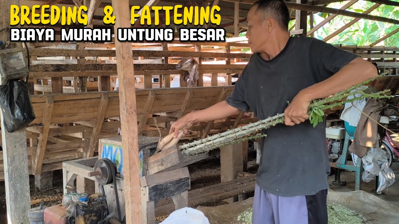 PLOMPONG FARM: KAMBING 70 MAKANNYA  BATANG SINGKONG + ONGGOK