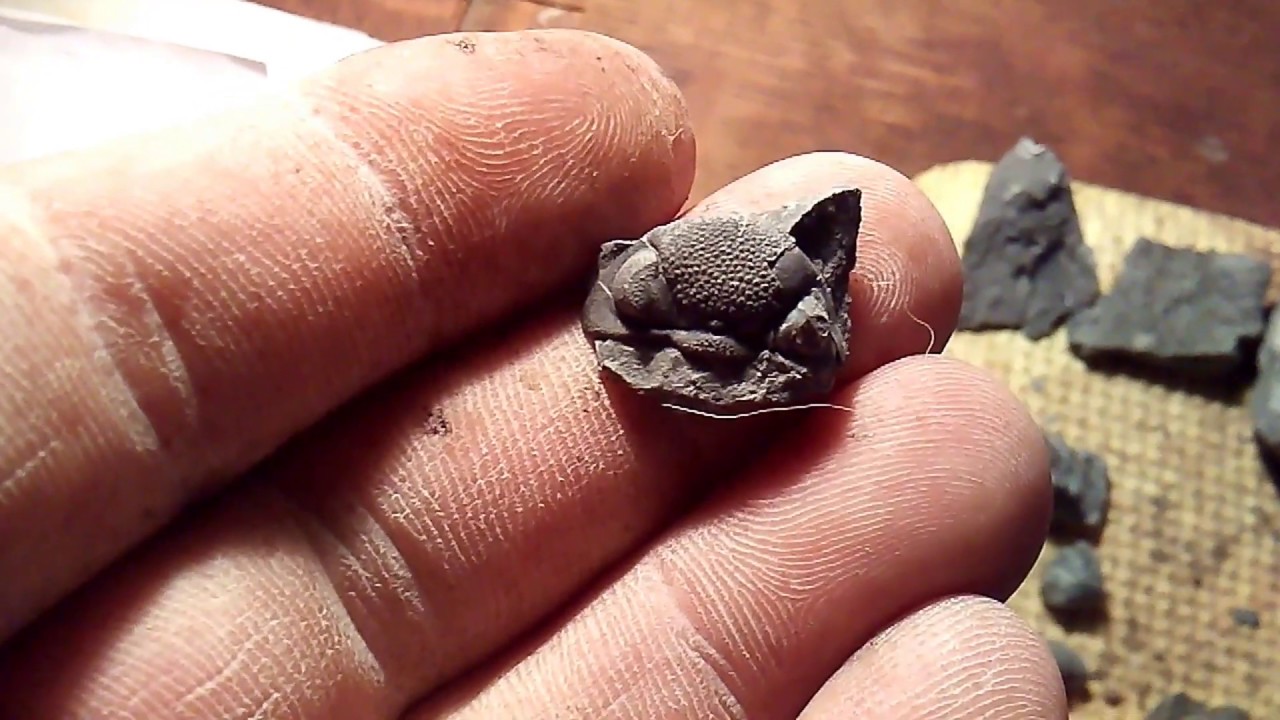 Trilobite hunting. Finding Million year old fossils.