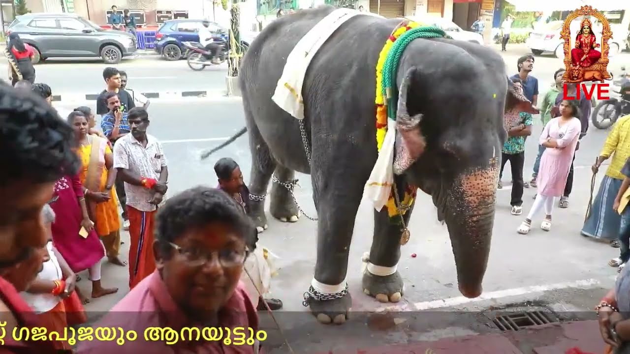 പുത്തൻചന്ത ശ്രീ ഉജ്ജയിനി മഹാകാളി അമ്മൻ ദേവസ്ഥാനം ട്രസ്റ്റ്‌ ഗജപൂജയും ആനയൂട്ടും
