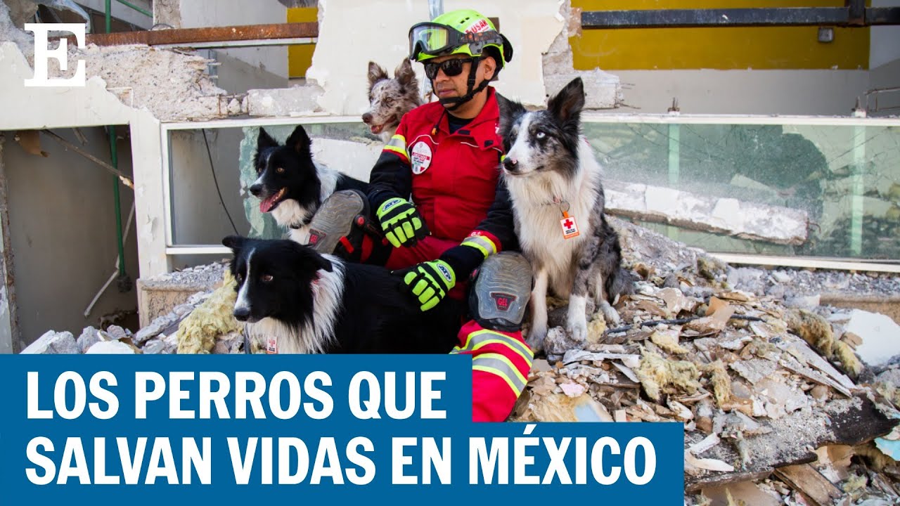 Una tarde entrenando a los perros rescatistas de la Cruz Roja | EL PAÍS