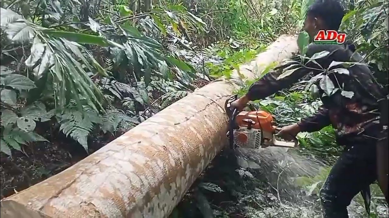 MENGERIKAN TEBANG POHON AREN KETIMPA PATAHAN BAMBU DAN SENGON @Anak Desa gondrong