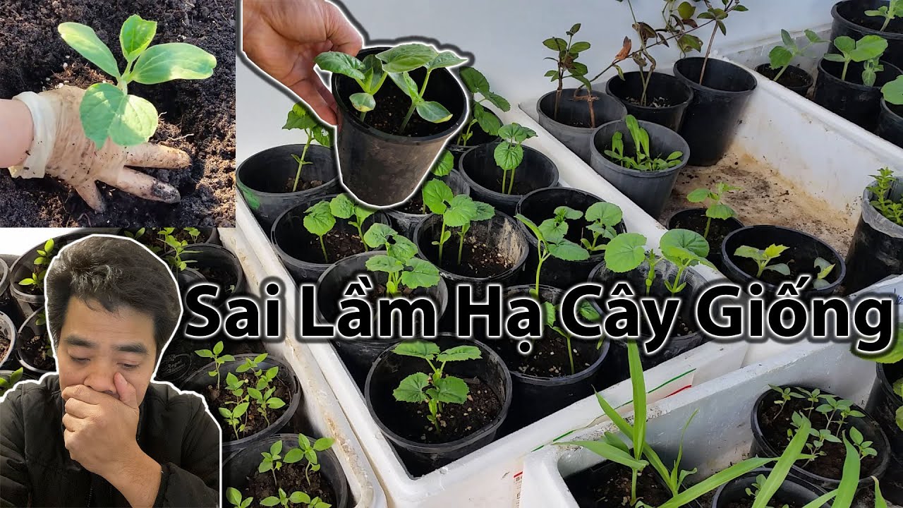 Sai Lầm Mắc Phải Khi Hạ Cây Giống