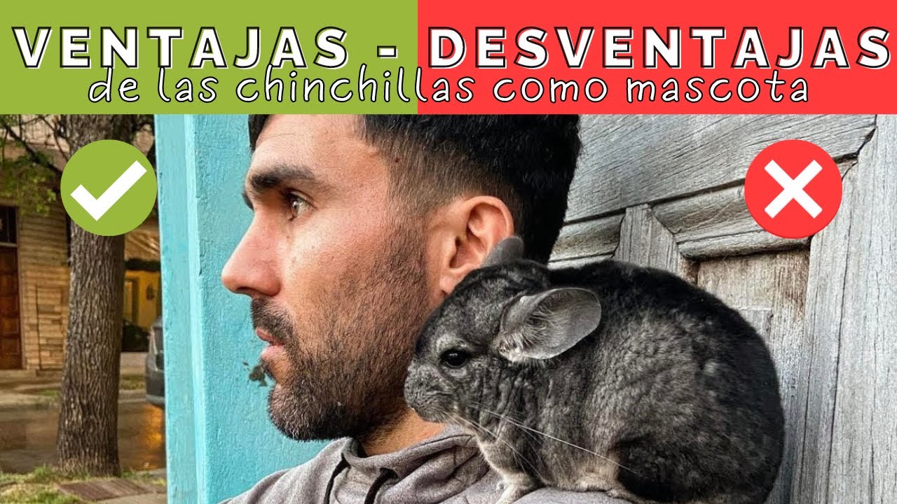 Chinchilla como mascota (ventajas y desventajas)