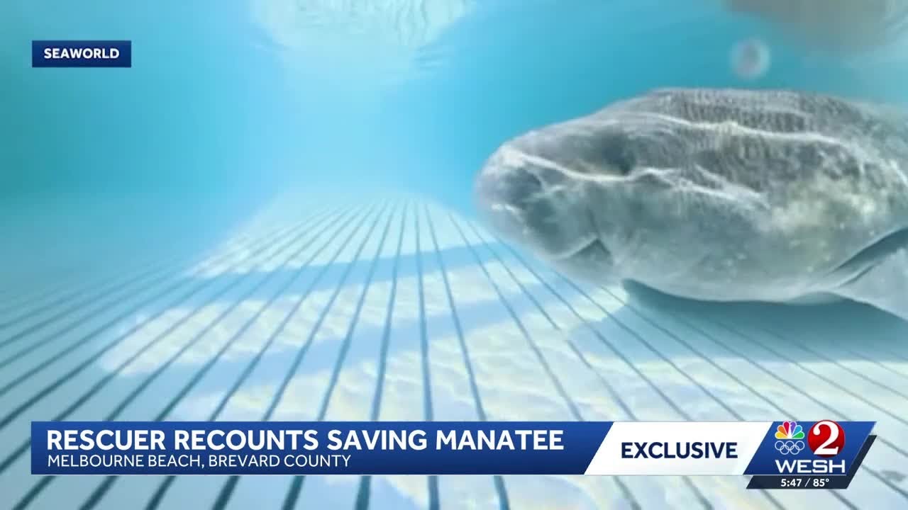 Inside the rescue of a manatee stuck in Melbourne Beach storm drain