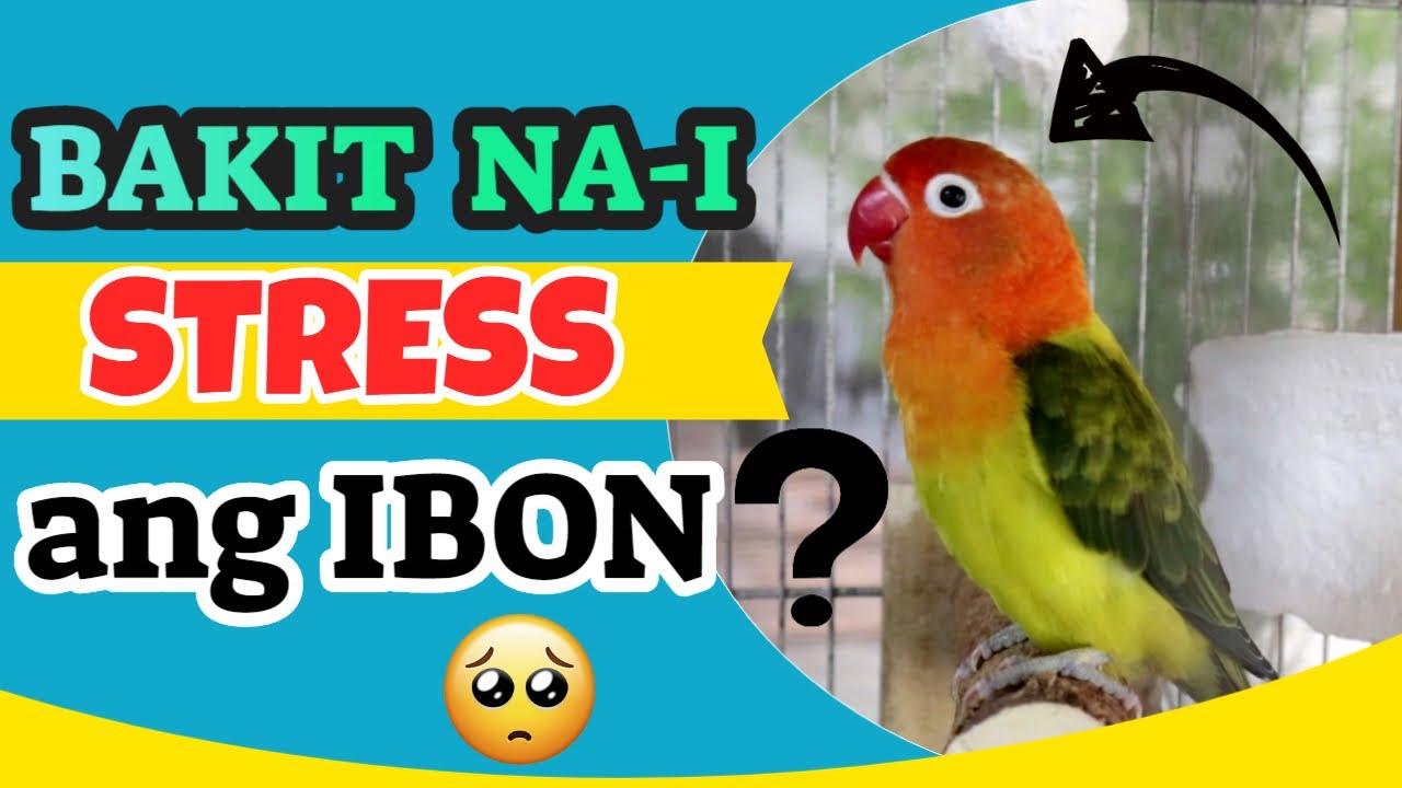Signs, Reasons & How To Prevent Stress in Lovebirds - Bakit nai-stress ang ibon mo?