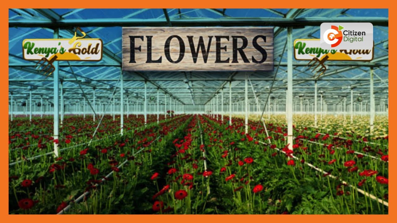 Kenya's Gold | Floriculture Farming in Kenya - Gold Chat