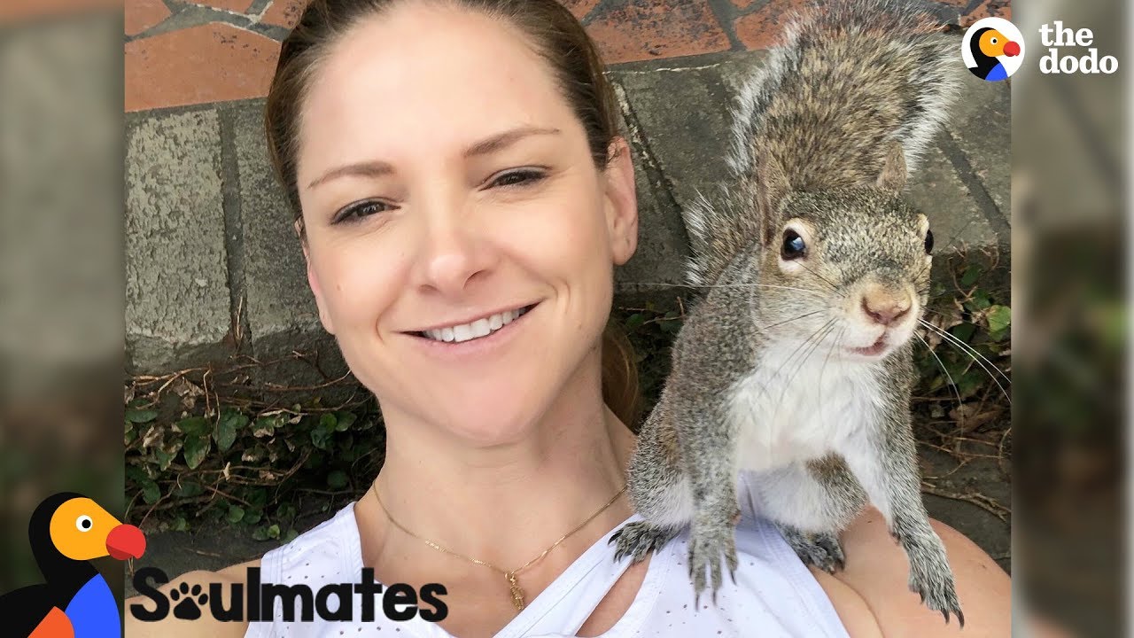 Squirrel Keeps Visiting Her Human Mom After Her Release | The Dodo Soulmates