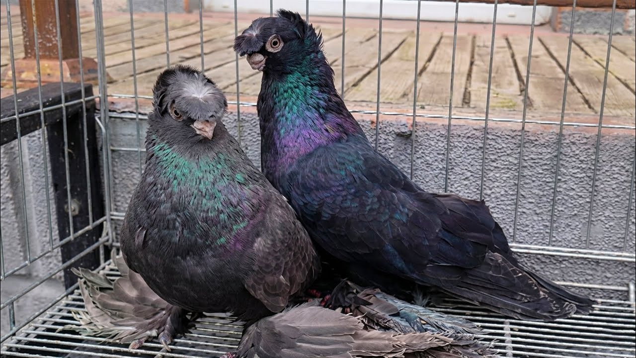 Вот пару так спаровал, думаю достойная пара будет