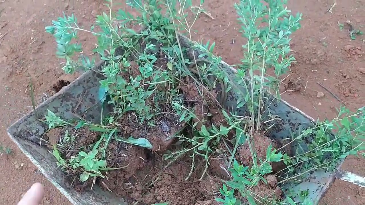 como fazer mudas de Alecrim do Campo.