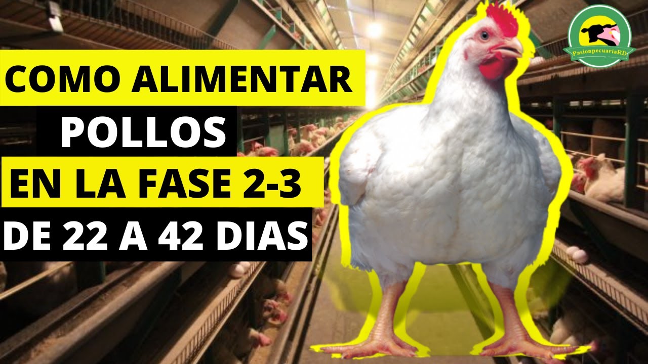 COMO ALIMENTAR POLLOS CORRECTAMENTE🔴(Fase 2-3)(Crecimiento Y Engorde)(De 22 a 42 Dias)