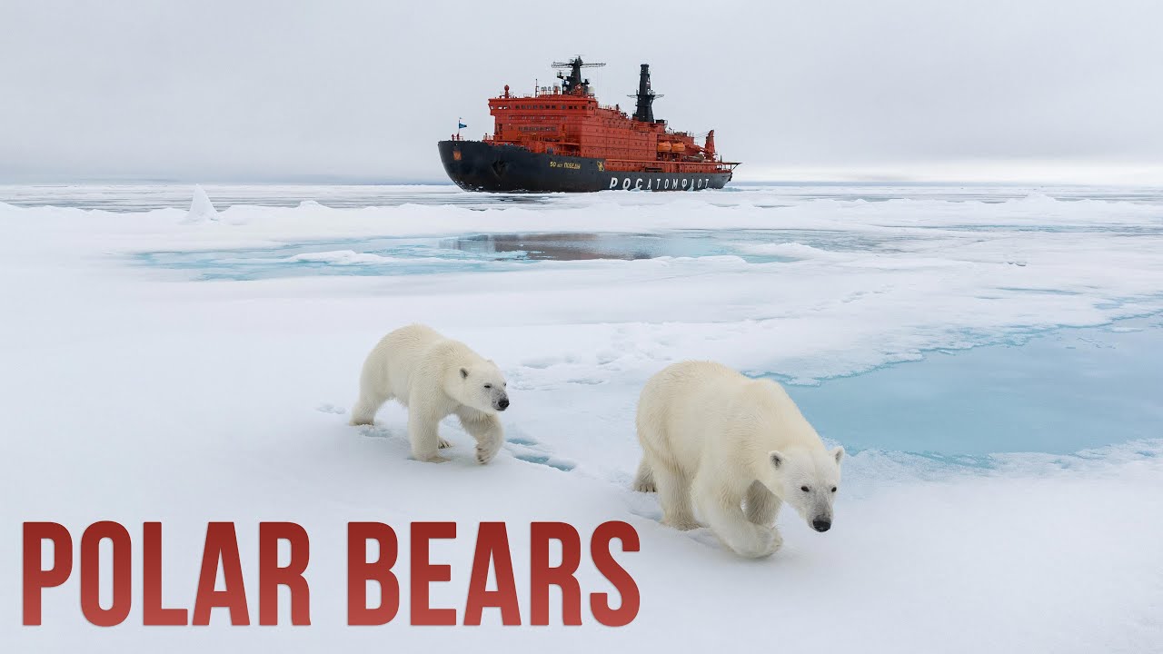 Белые медведи