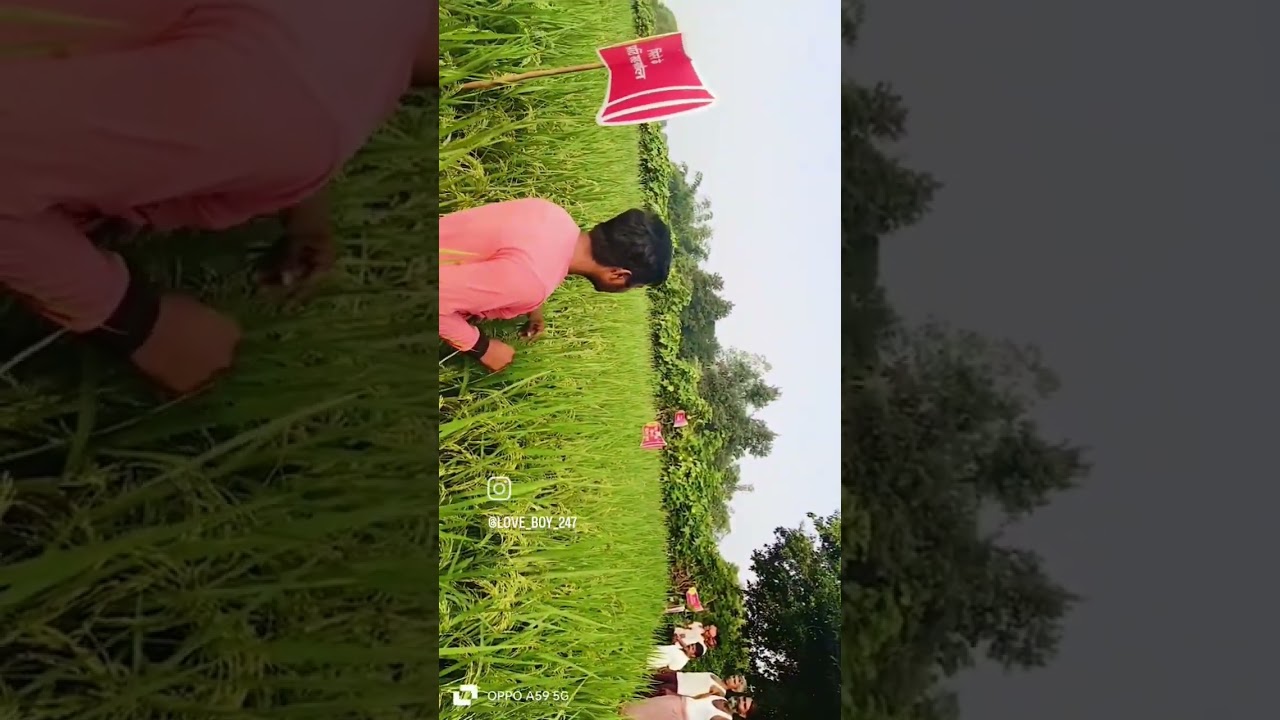 NUZIVEEDU Seed Pvt Variety NPH-X4 ka PDA Field